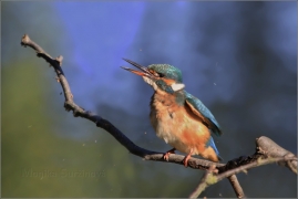 <p>LEDŇÁČEK ŘÍČNÍ (Alcedo attis) Šluknovsko - Jiříkov /Common kingfisher - Eisvogel/</p>